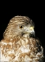 Merlin;Falcon;one-animal;close-up;color-image;nobody;photography;day;outdoors-Wi
